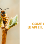 come aiutare le api e il pianeta