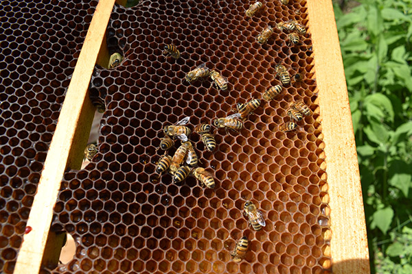 gruppi di acquisto Beeopak